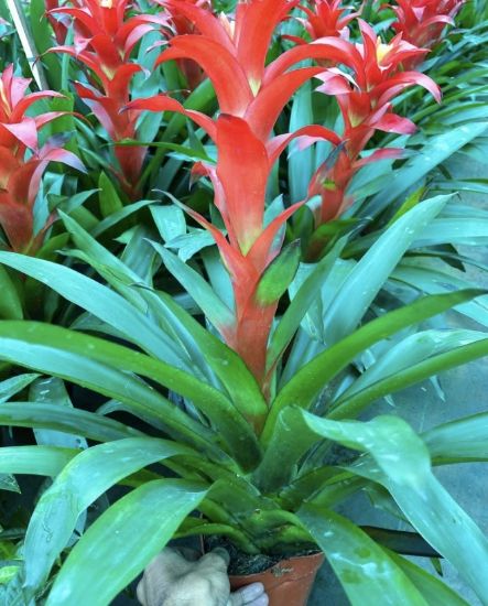 Picture of Bromeliads - Red - Big plant- with pot