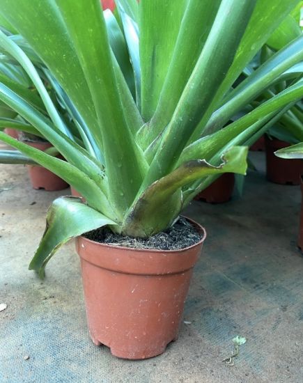 Picture of Bromeliads - Red - Big plant- with pot