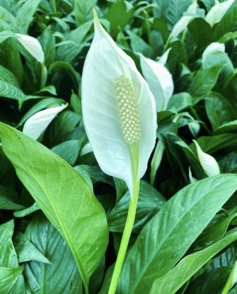 Picture of Spathiphyllum - Peace Lily- big plant - with pot
