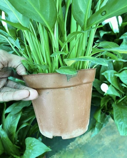 Picture of Spathiphyllum - Peace Lily- big plant - with pot