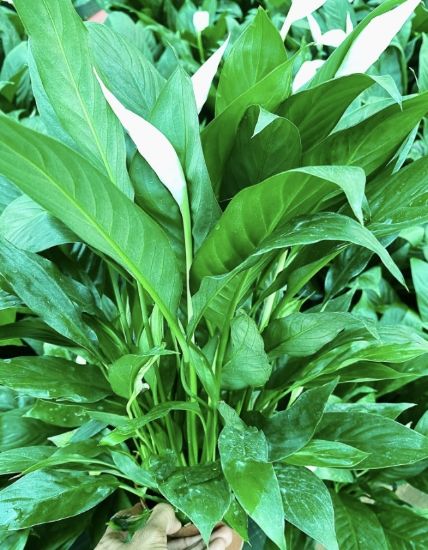 Picture of Spathiphyllum - Peace Lily- big plant - with pot