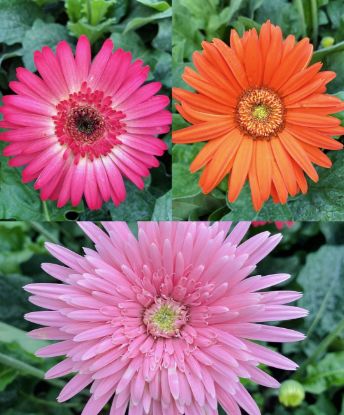 Picture of Gerbera Combo - 3 Color - Transvaal daisy-Pink-Orange-Rose