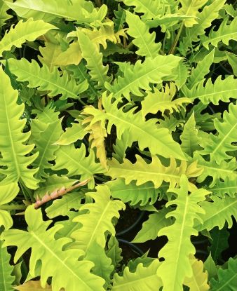 Picture of Philodendron - Golden Saw - Small Plant - With Pot