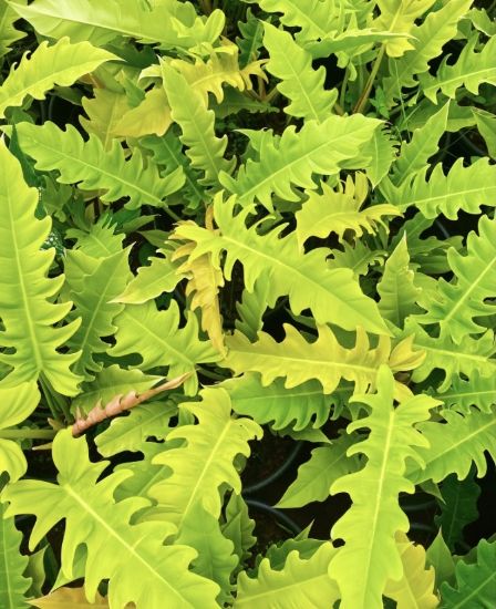 Picture of Philodendron - Golden Saw - Small Plant - With Pot