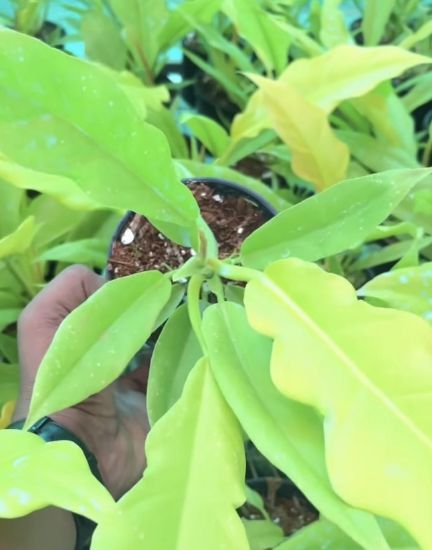 Picture of Philodendron - Golden Saw - Small Plant - With Pot
