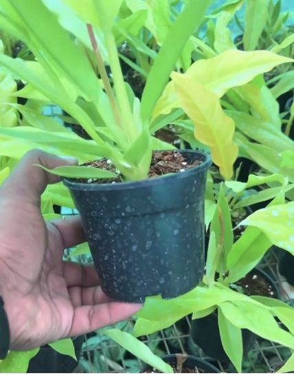 Picture of Philodendron - Golden Saw - Small Plant
