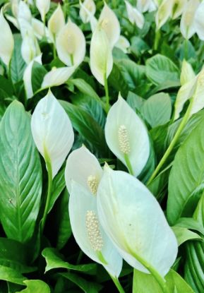 Picture of Spathiphyllum , Peace lilly , single plant