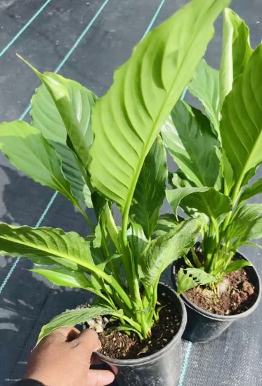Picture of Spathiphyllum , Peace Lilly Combo Offer, Two Plants