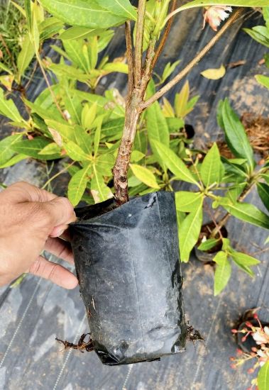 Picture of Elaeocarpus / Fairy petticoat /Jimikki kammmal plant