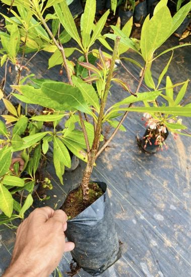 Picture of Elaeocarpus / Fairy petticoat /Jimikki kammmal plant