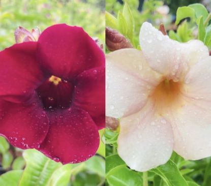 Picture of Allamanda - Combo Offer - Two Plants - Cream, Vibrant Purple