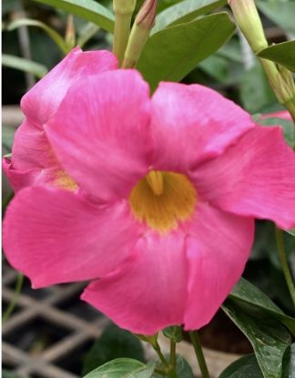 Picture of Mandevilla - Pink
