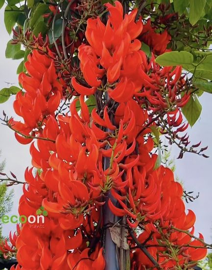 Picture of Jade Vine Creeper - Red - with pot