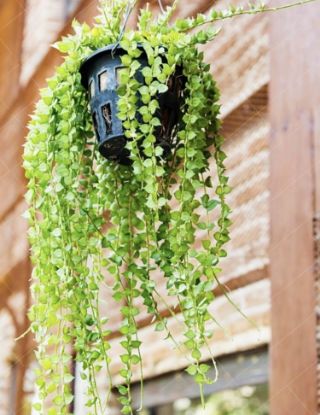 Picture of Million Hearts Hanging Plant - Combo Offer - 5Jiffy Plants-