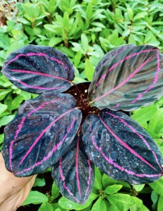 Picture of Calathea - Dottie - with pot