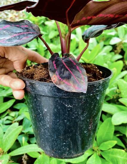 Picture of Calathea - Dottie