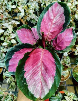 Picture of Calathea - Picturata Crimson - with pot