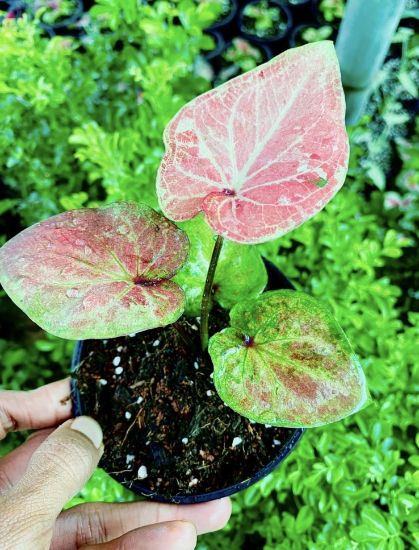 Picture of Caladium Combo - 7 colours - With pot