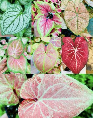 Picture of Caladium Combo - 7 colours - With pot