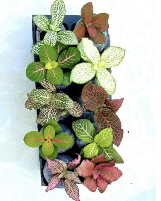 Picture of Fittonia -Compo - Rare verities- 10 Jiffy plants -10 Diffrent colors