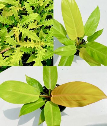 Picture of Philodendron Combo - with pot - Golden Saw, Golden Melinonii, Orange Splender