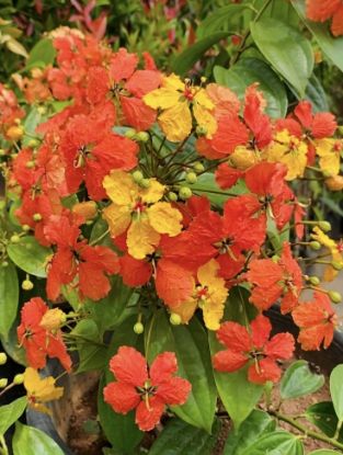 Picture of Bauhinia - Orange - Big Plant