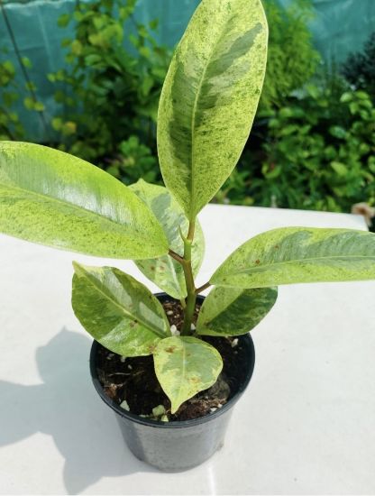 Picture of Rubber Plants combo- with pot - 4 color- 4 verieties