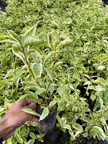 Picture of Veriegated Yesterday today tomorrow plant