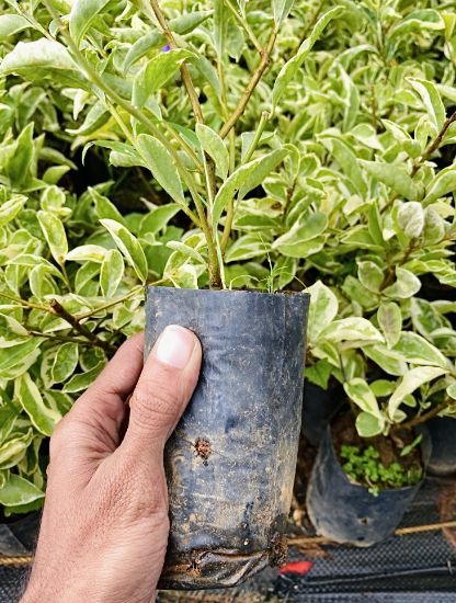 Picture of Veriegated Yesterday today tomorrow plant