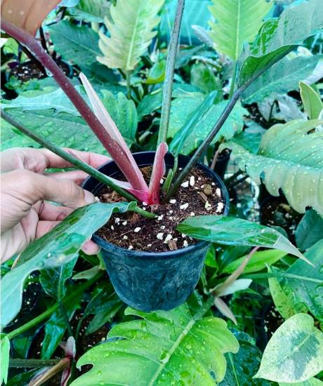 Picture of Philodendron - Choco Empress - With Pot -