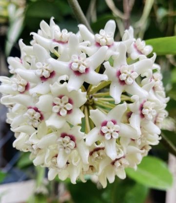 Picture of Hoya - White - Big Plant- Creeper