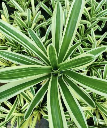 Picture of Bromeliads - verigated