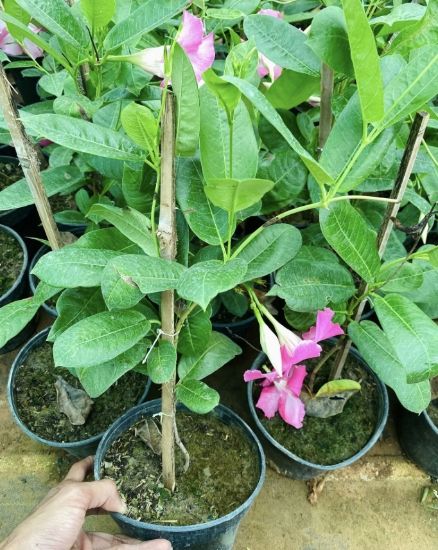 Picture of Mandevilla - Pink