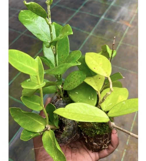 Picture of Hoya Plants Combo - 4 Colours - Jiffy plants - Red - White - Yellow - Pink
