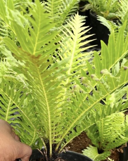 Picture of Tree fern - Combo Offer - Two Plants