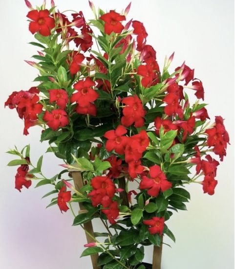 Picture of Mandevilla - Red