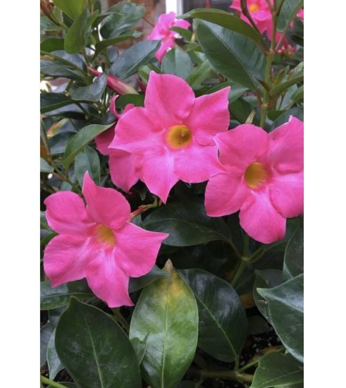 Picture of Mandevilla - Pink