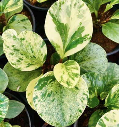 Picture of Peperomia Plant - Marble