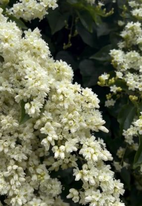 Picture of Manimulla - Big Plant - 2-3 feet