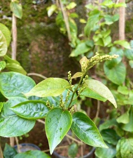 Picture of Manimulla - Big Plant - 2-3 feet