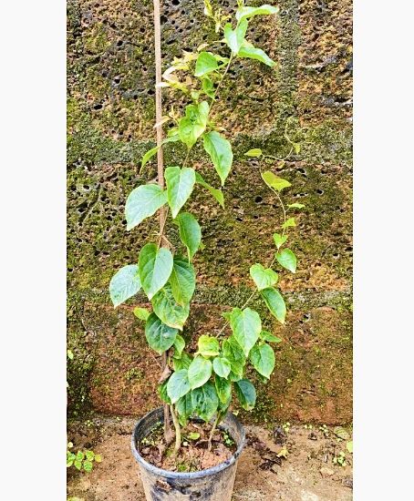 Picture of Manimulla - Big Plant - 2-3 feet
