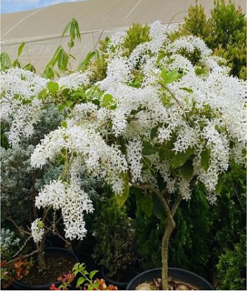 Picture of Petrea - White - M