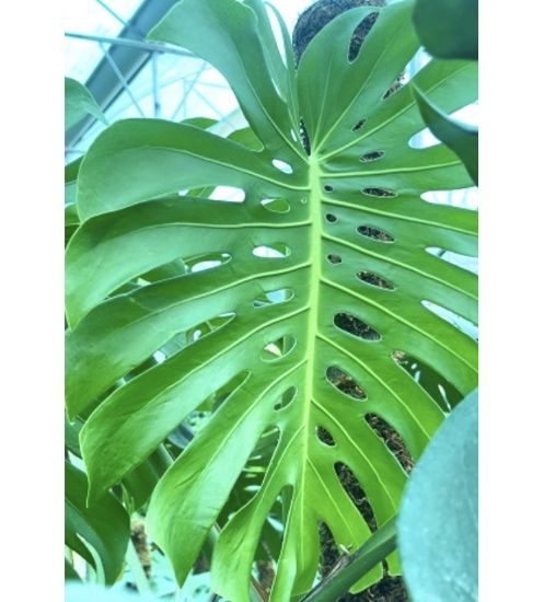 Picture of Monstera