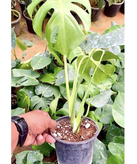 Picture of Monstera