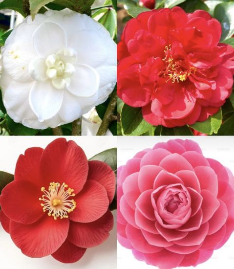 Picture of Camellia Plant - Combo Offer - 4 Colour - Red, White, Pink, Red(Single petal)