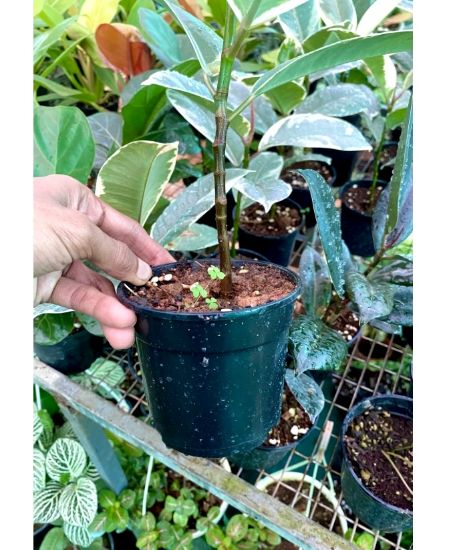 Picture of Rubber Plant - white ,small size