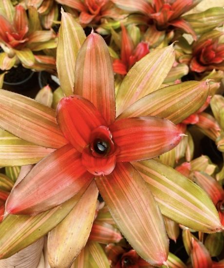 Picture of Bromeliads - N21- Orange