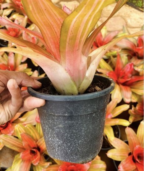 Picture of Bromeliads - N21- Orange