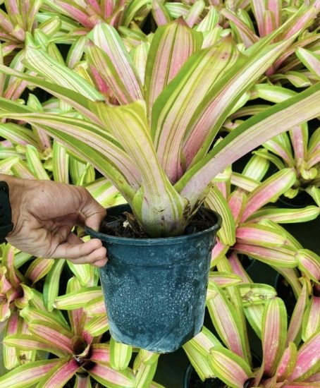 Picture of Bromeliads - N8 - Pink Green
