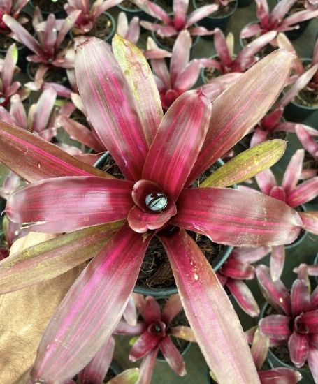 Picture of Bromeliads - N19